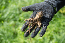 Hogweed auger, single, Ø 9 cm